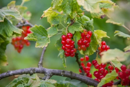 Johannisbeeren pflanzen, pflegen und vermehren 