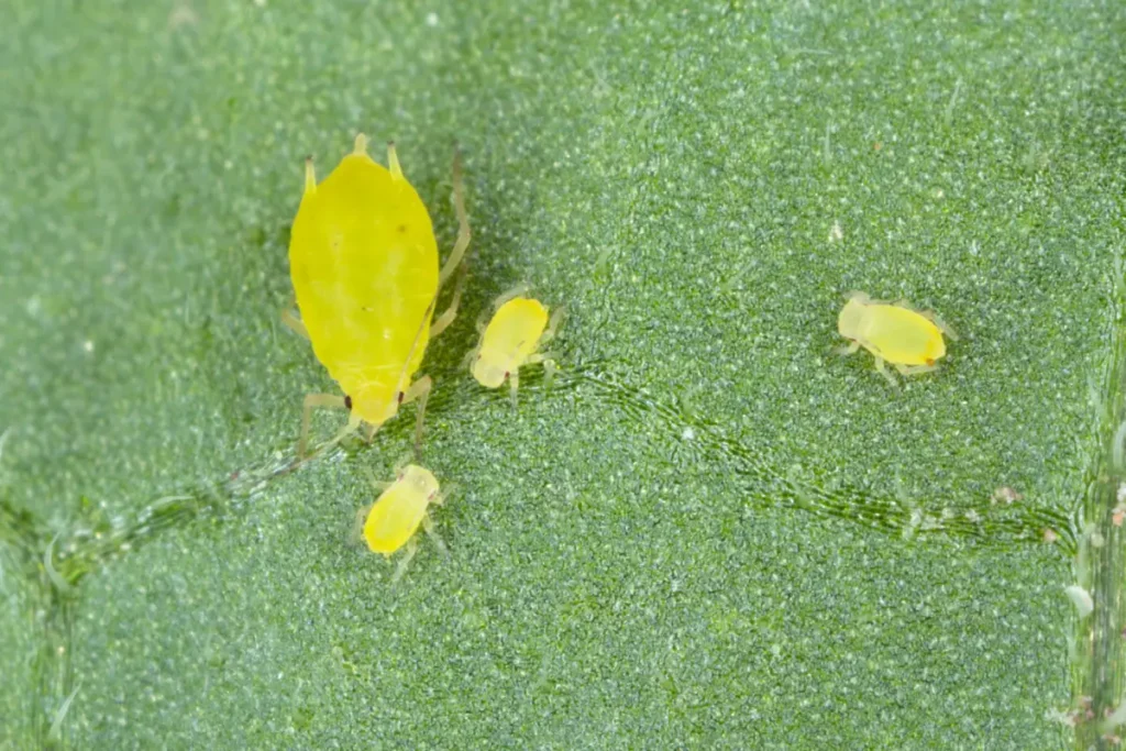 Johannisbeeren pflanzen, pflegen und vermehren 