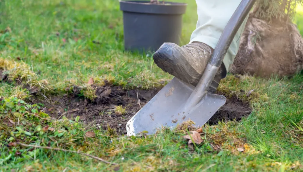 Johannisbeeren pflanzen, pflegen und vermehren 