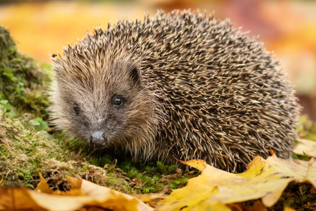Igel im Garten Schneckeneier im Garten – Aussehen, Bekämpfung & Tipps zur Vorbeugung einer Schneckenplage
