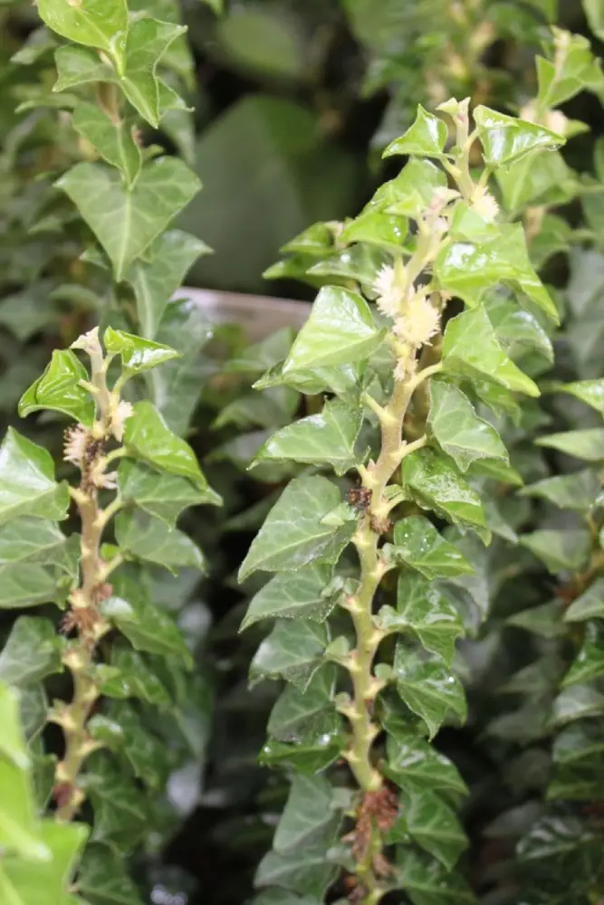 Efeu 'Erecta'