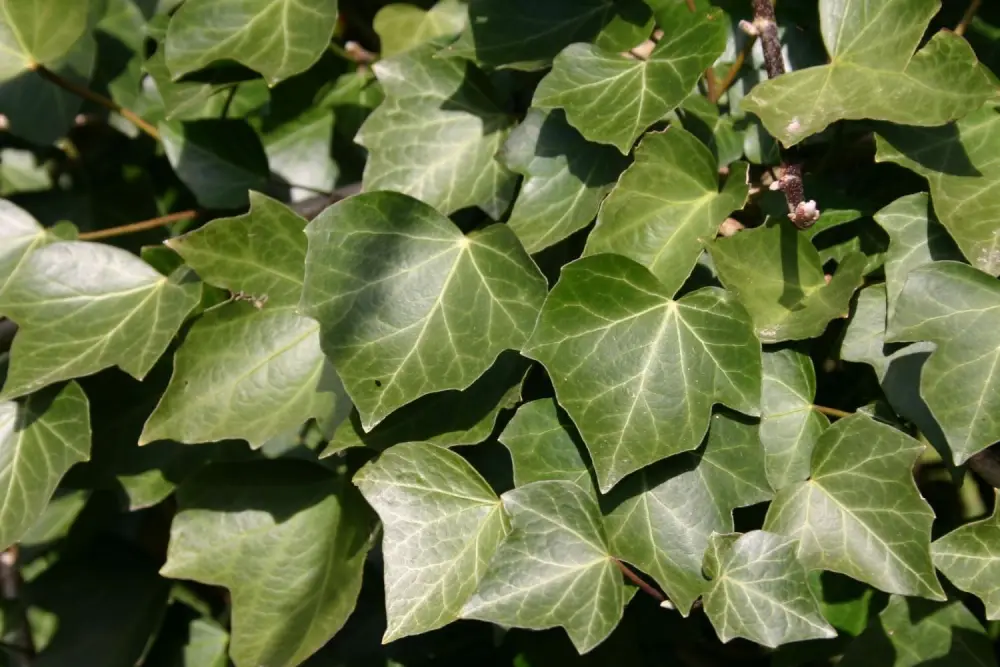 Efeu 'Woerner'