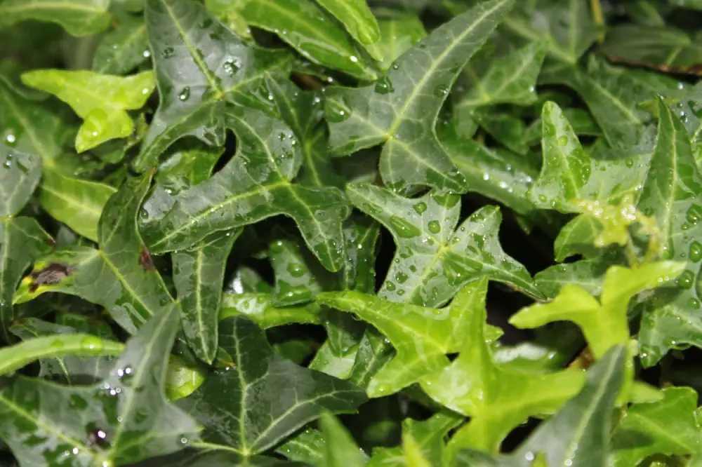 Felsen-Efeu 'Sagittifolia'