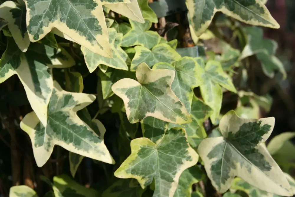 Gelbbunter Efeu 'Goldchild'