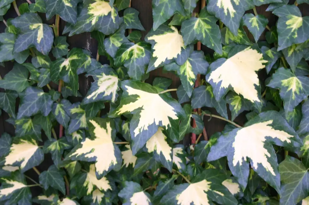 Gelbbunter Efeu 'Goldheart'