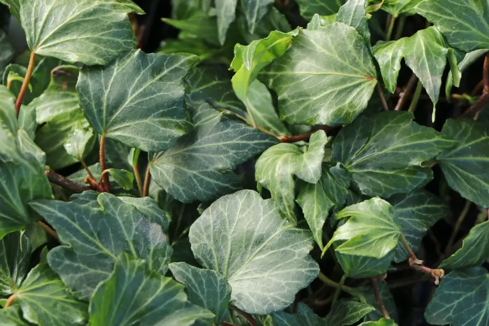 Gezacktblättriger Efeu 'Green Ripple'