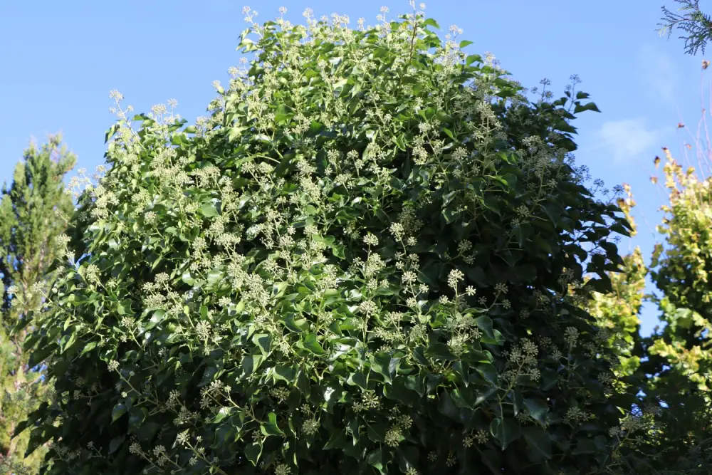 Strauch-Efeu 'Arborescens'