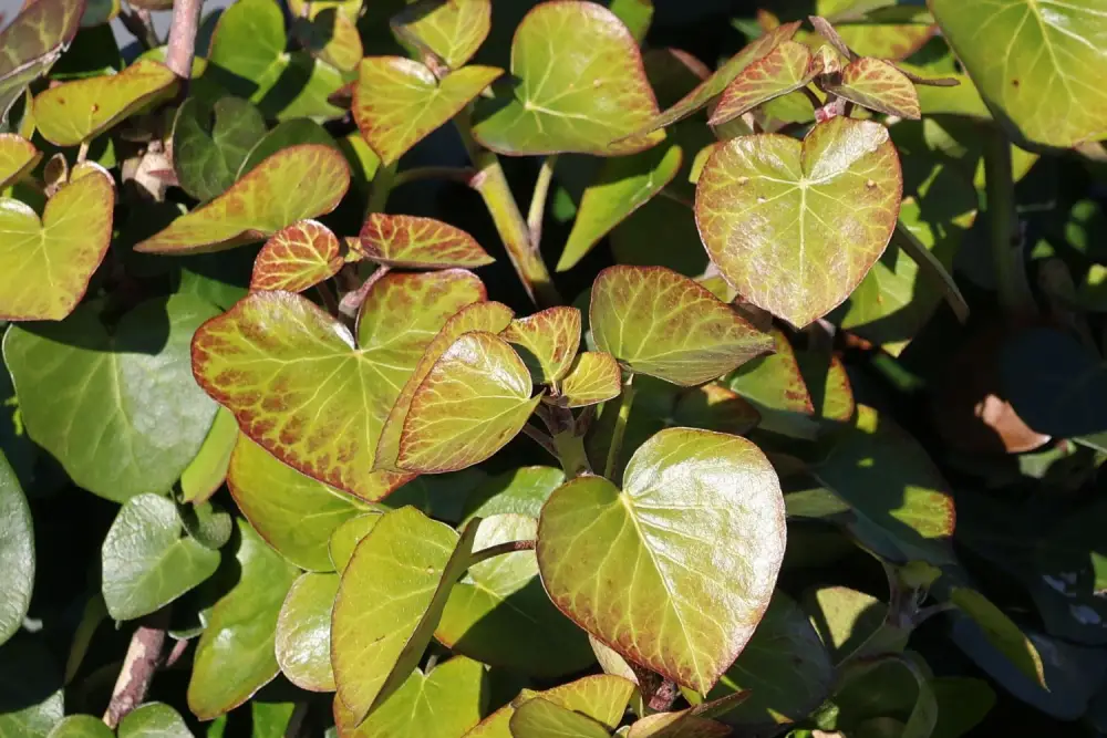 Strauch-Efeu 'Arbori Compact'