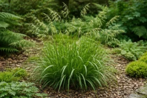 Wald-Zwenke pflanzen, pflegen und vermehren Wald-Zwenke pflanzen, pflegen und vermehren