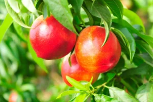 Nektarine pflanzen, pflegen und vermehren