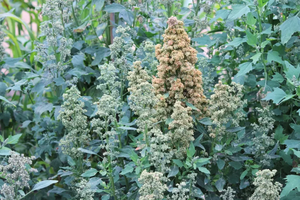 Quinoa anbauen, pflegen und ernten