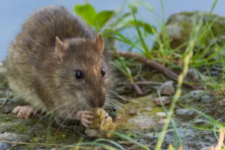 Ratten im Garten – Anzeichen, Vorsichtsmaßnahmen & Tipps zur Rattenbekämpfung Ratten im Garten - Anzeichen & Tipps zur Rattenbekämpfung