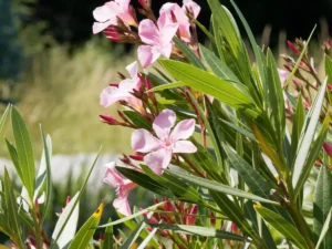 Winterharter Oleander: Diese 7 Sorten überstehen kalte Winter
