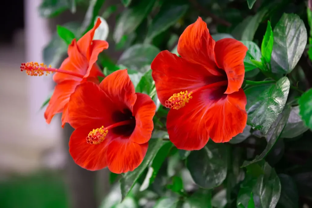 Winterharter Hibiskus: 3 schöne Sorten & Tipps zur Pflege Winterharter Hibiskus: Sorten & Tipps zur Pflege