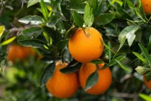 Orangenbaum pflanzen, pflegen und überwintern