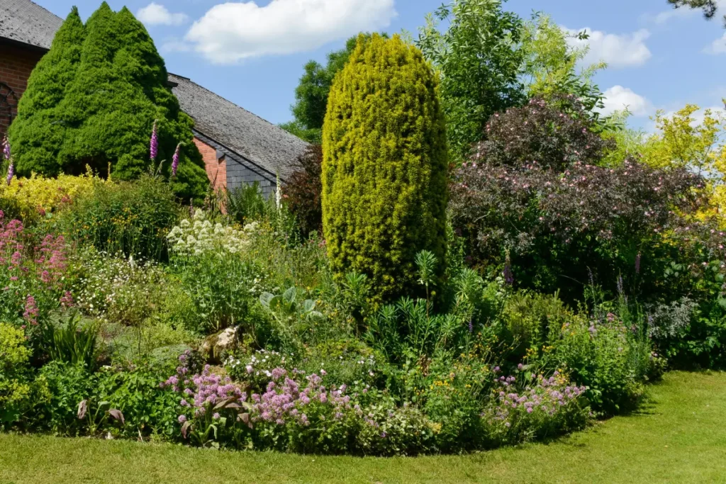 Eibe im Garten: Warum sie zu den wertvollsten Gehölzen gehört