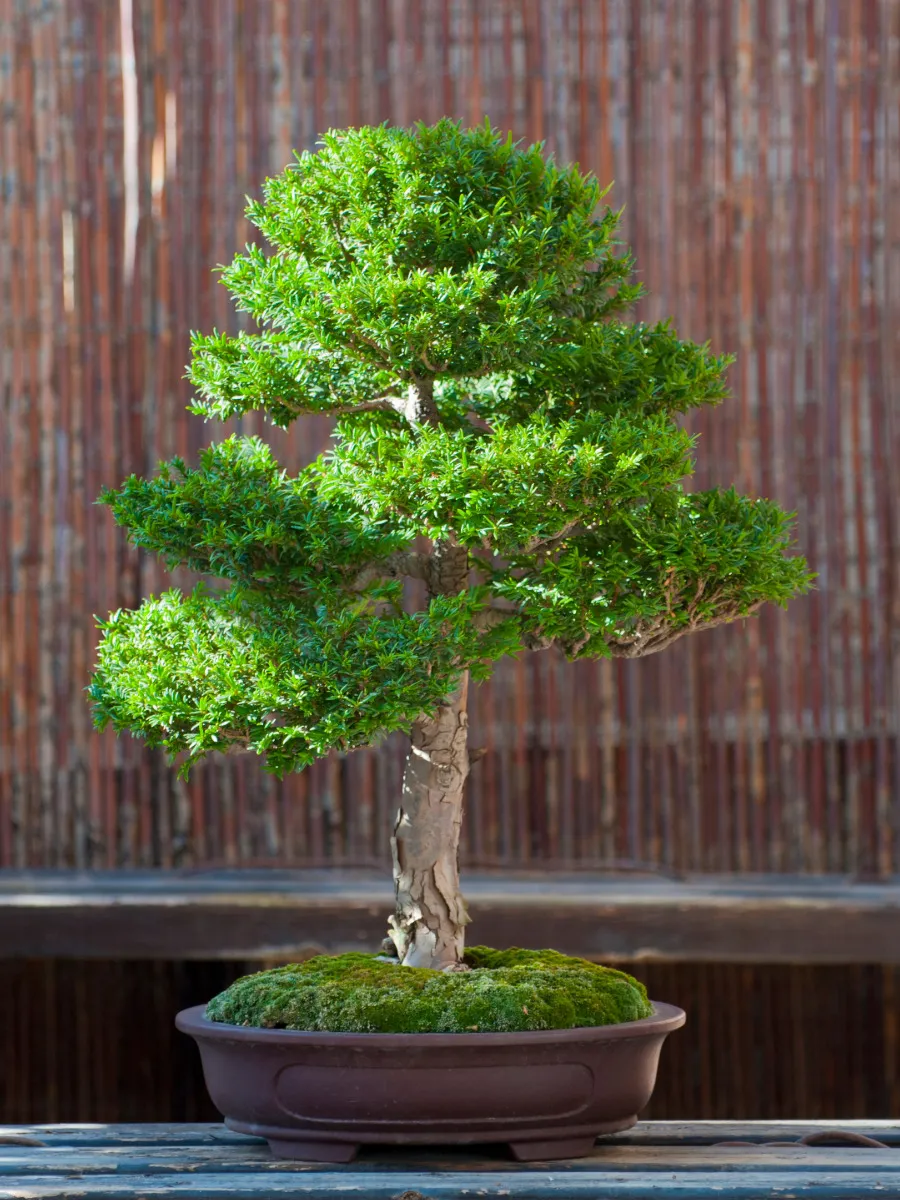 Eibe als Bonsai erziehen