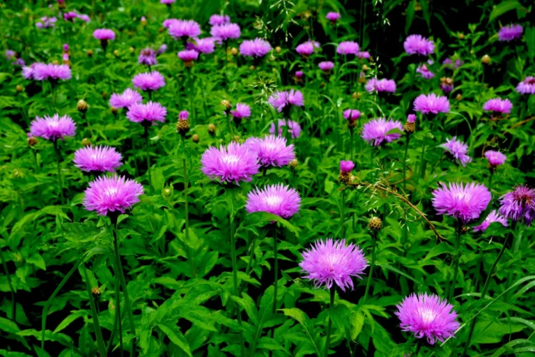 Flockenblume pflanzen, pflegen und vermehren Flockenblume (Centaurea dealbata)
