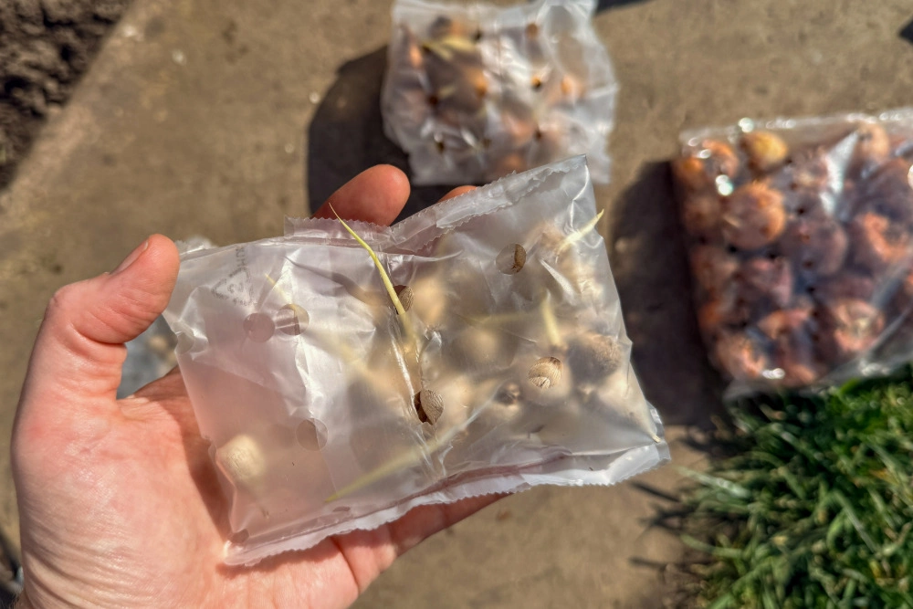 Versand und Verpackung von Blumenzwiebeln beeinflussen die Qualität.