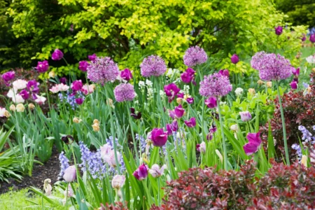 Blumenzwiebeln im Versand kaufen: Gute Qualität erkennen Blumenzwiebeln im Versand kaufen und gute Qualität erkennen