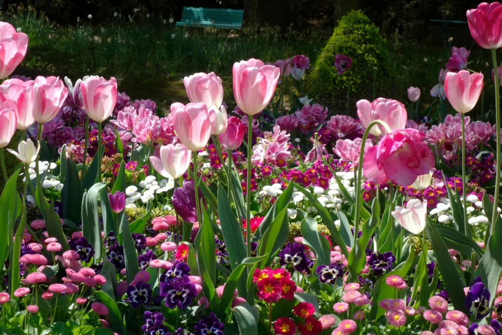 Gesunde, kräftige Blumenzwiebeln bilden meist einen kräftigen Austrieb und gute Blüten.