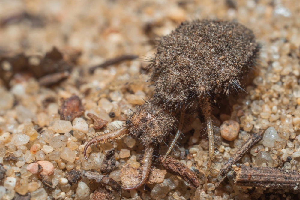 Ameisenlöwe im Sandarium