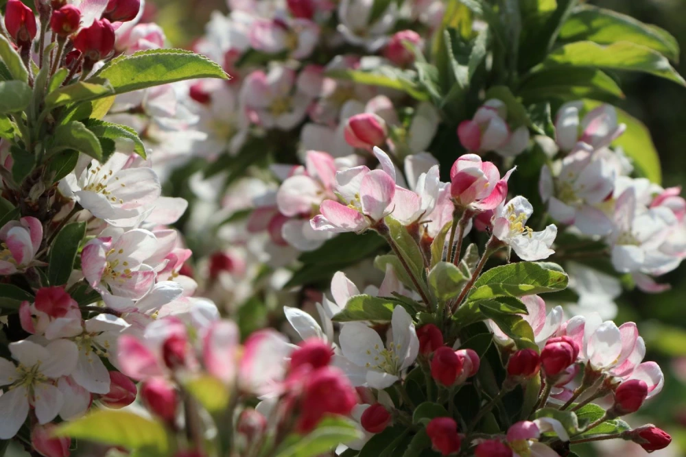Bonsai-Apfel / Zwerg-Zierapfel ‘Pomzai‘ ® (Malus ‘Pomzai‘ ®)