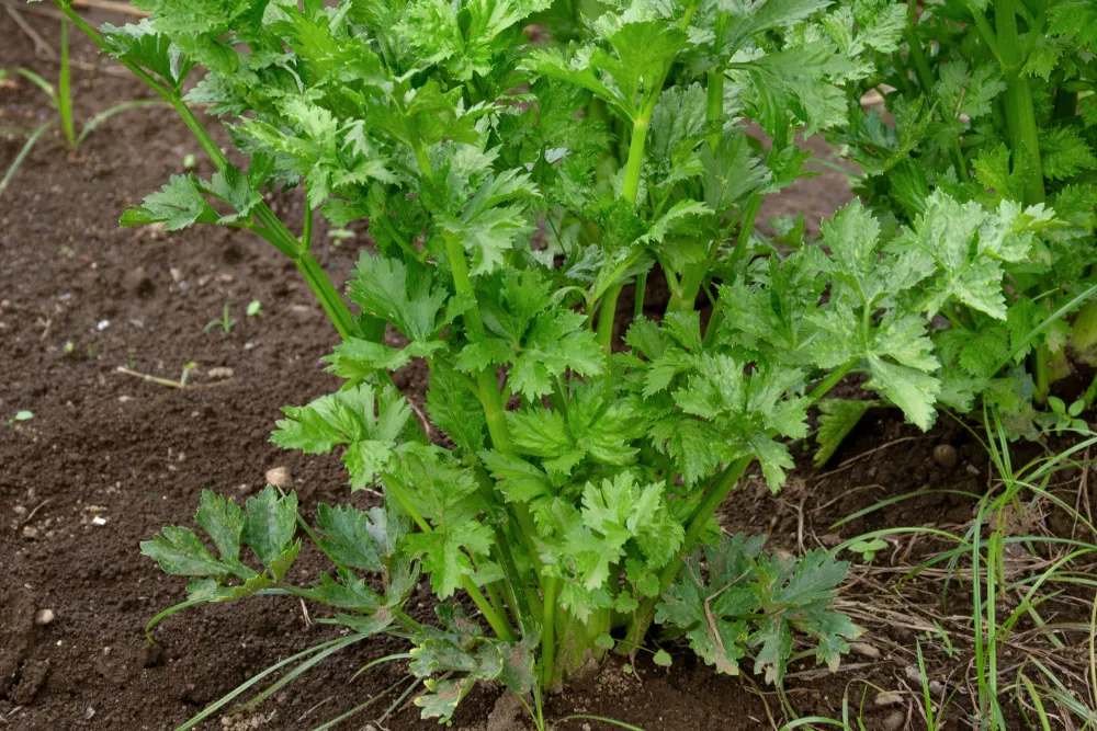 Schnittsellerie (Apium graveolens var. secalinum)