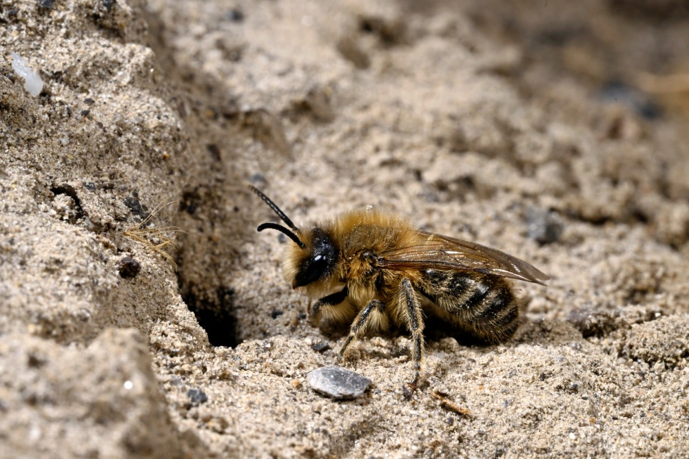 Seidenbiene im Sandarium