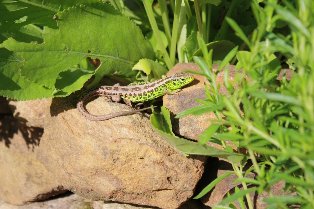 Zauneidechse im Garten