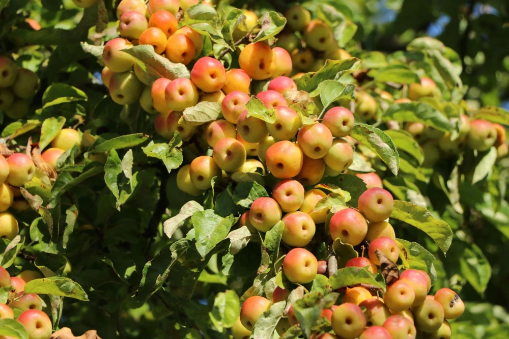 Zierapfel ‘Butterball' (Malus 'Butterball‘)
