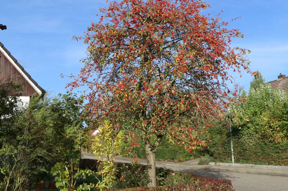 Zierapfel ‘Evereste‘ (Malus ‘Evereste‘)