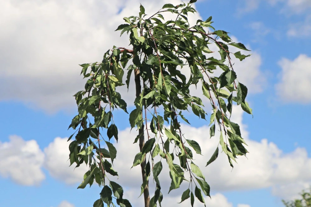 Hängender Zierapfel ‘Fontana‘ (Malus ‘Fontana‘)