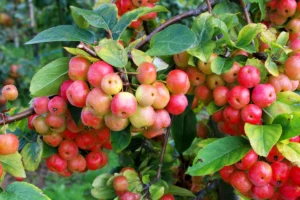 Zierapfel pflanzen, pflegen und vermehren