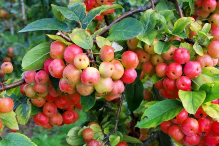 Zierapfel pflanzen, pflegen und vermehren