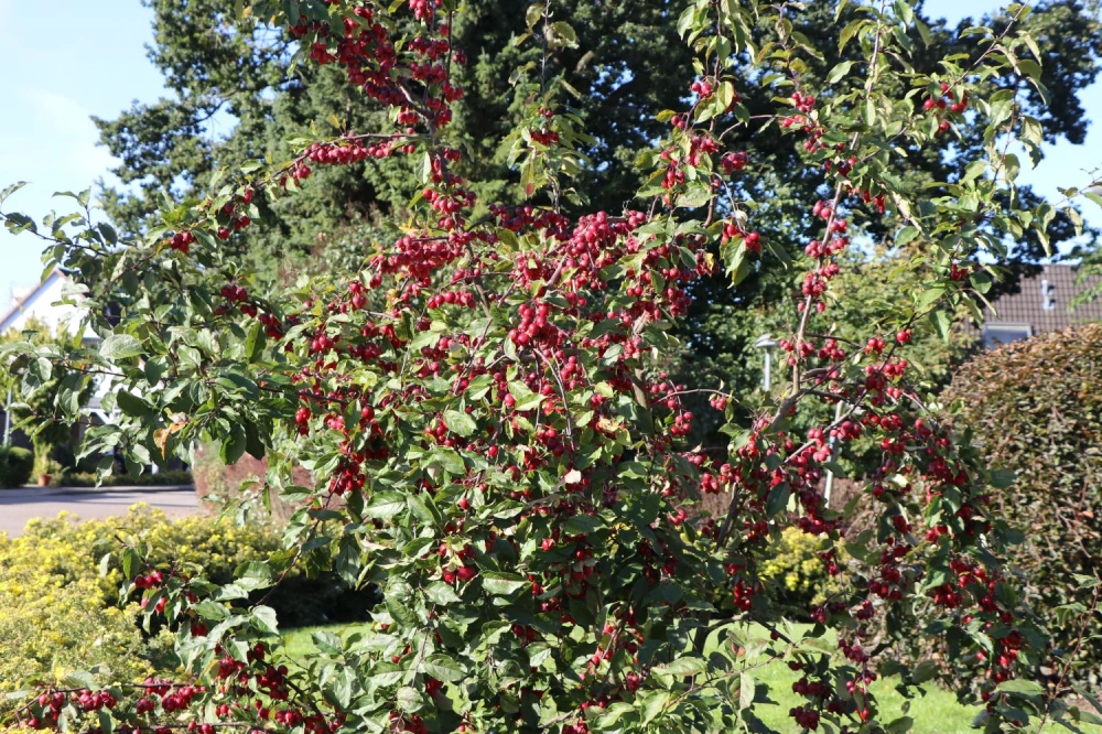 Zierapfel ‘Red Obelisk‘ (Malus ‘Red Obelisk‘)