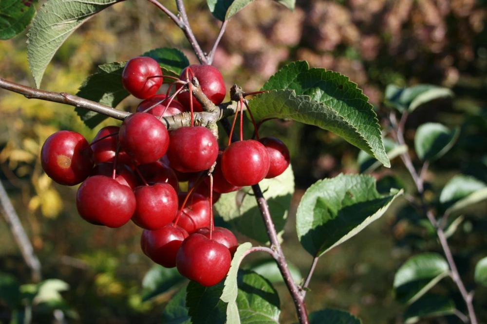 Zierapfel ‘Red Sentinel‘