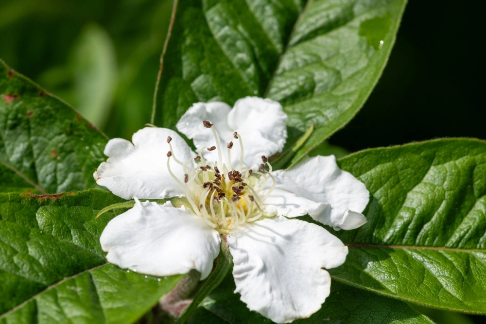 Weiße Mispelblüte mit roten Staubbeuteln an einem Zweig.